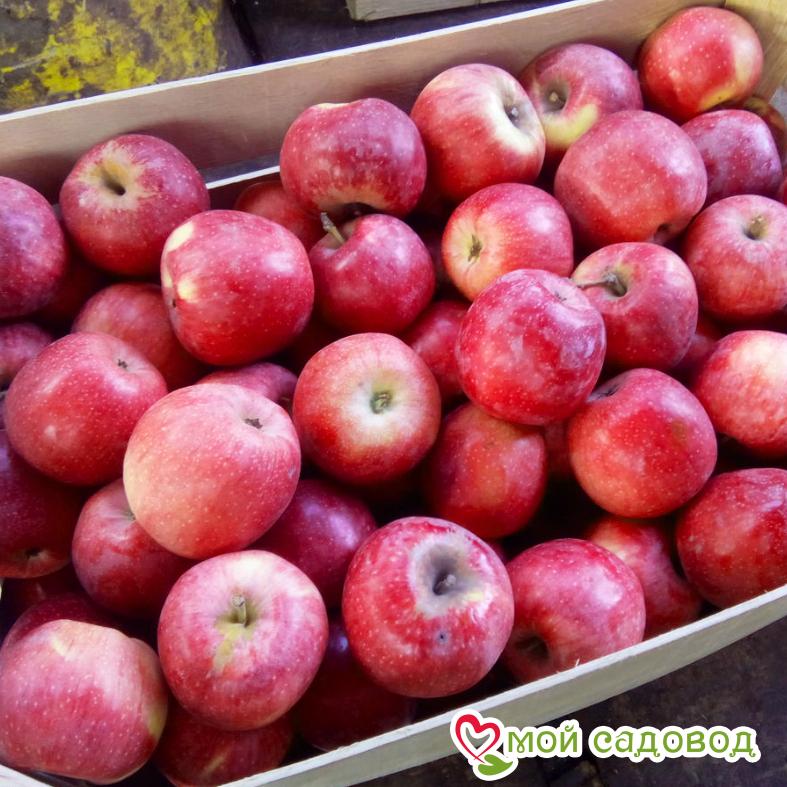 Яблоня Флорина