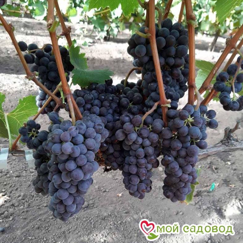 Виноград Черный жемчуг