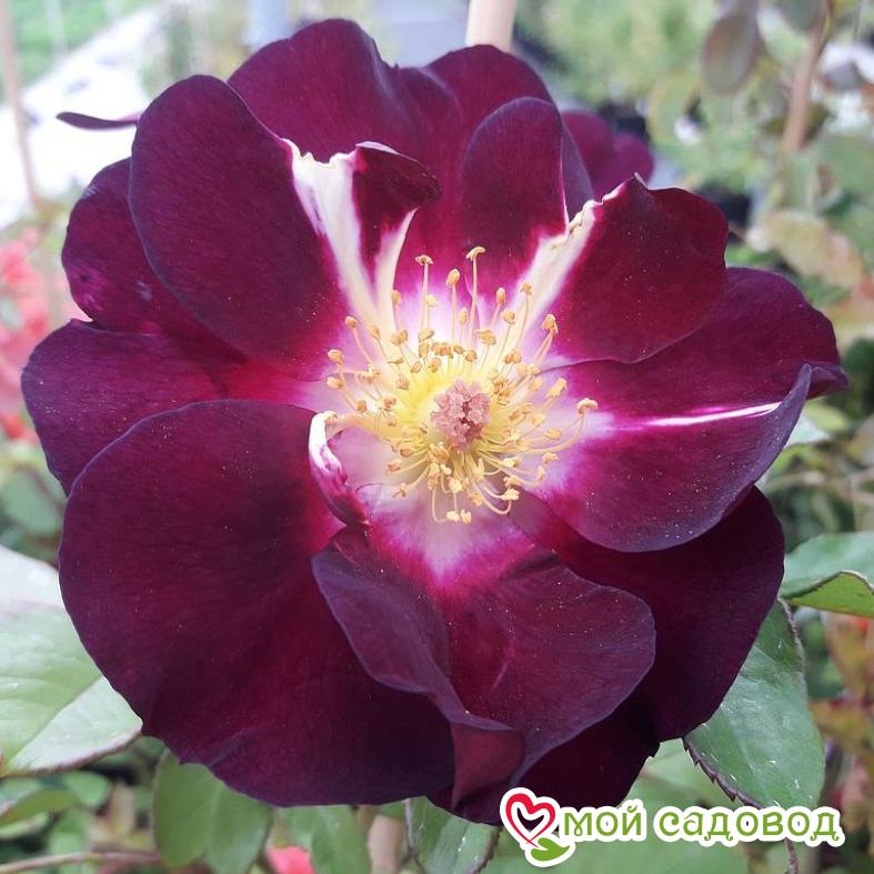 Роза Найт Оул