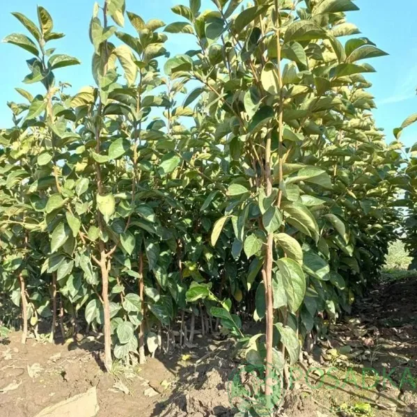 Хурма Российская