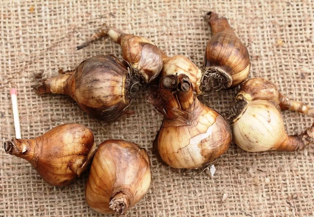 Нарцисс Фагот